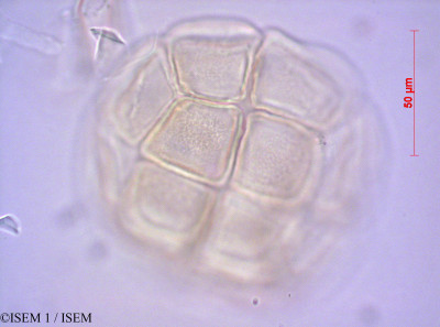 Pithecellobium dulce - lame n° 40552
